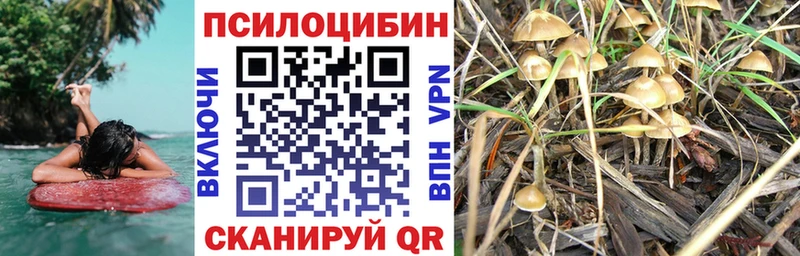 Купить  Фёдоровский  Галлюциногенные грибы GOLDEN TEACHER 